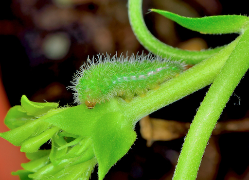 Larva di Cacyreus marshalli ?